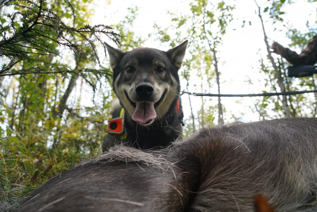 hundkameraväst