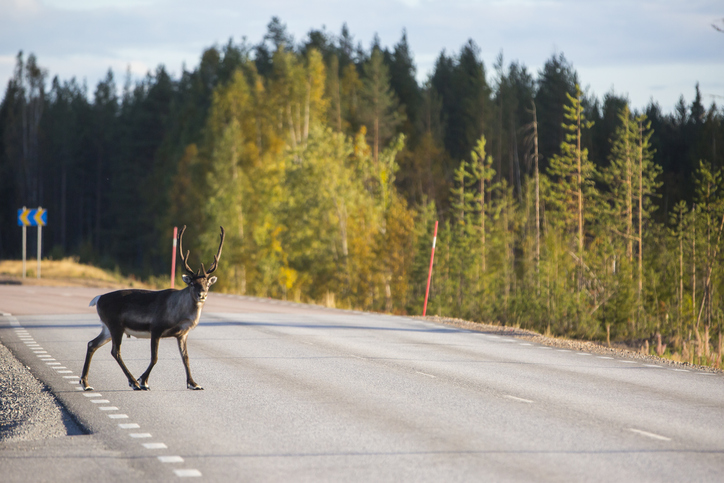Viltolyckorna ökar kraftigt: 
